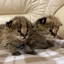 Питомники кошек породы саванн